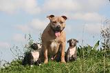 AMSTAFF  ADULT & PUPPIES 081